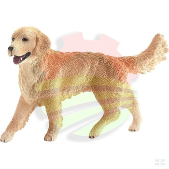 Golden Retriever, suczka